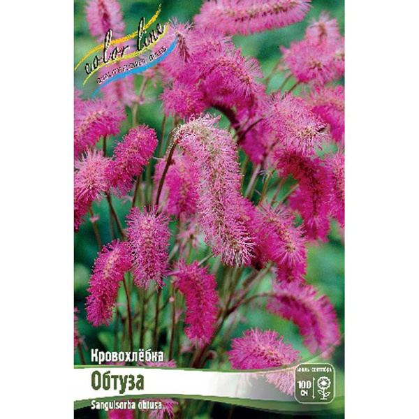 8457 Биг-Пак Кровохлёбка Обтуза I 25 шт