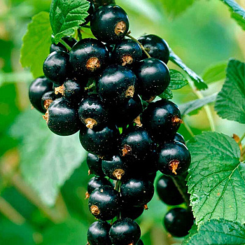 Смородина черная Титания P9, шт Садовита