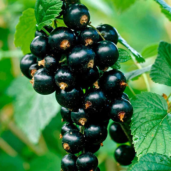 Смородина черная Титания P9, шт Садовита