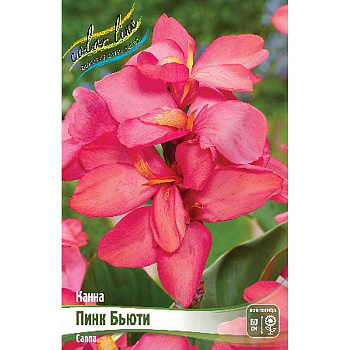 Канна (Зелен) Пинк Бьюти I 15 шт Шоу-бокс 13498