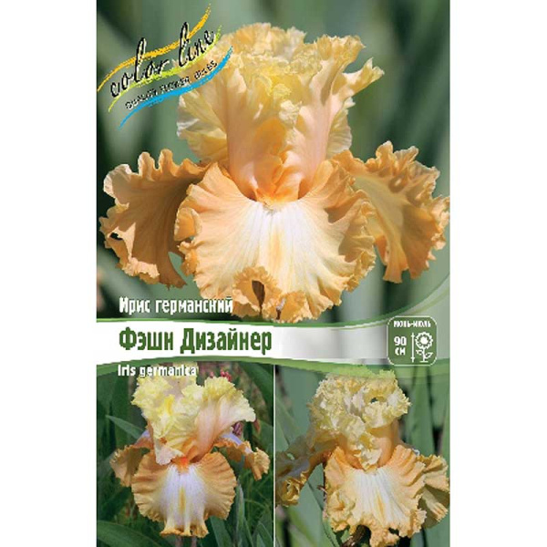 Ирис Германский Фэшн Дизайнер I 25 шт Биг-пак 4125