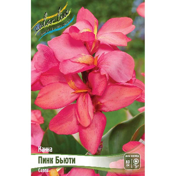 Канна (Зелен) Пинк Бьюти I 15 шт Шоу-бокс 13498