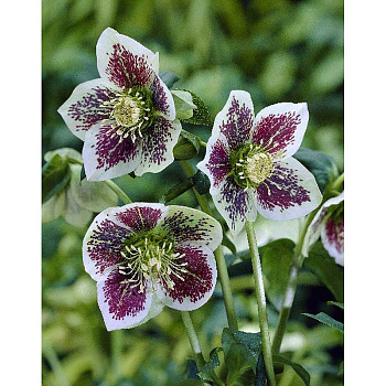 Морозник Уайт Споттид Гибридс I 1 шт