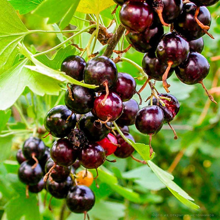 Смородина золотистая Шафрак Садовита