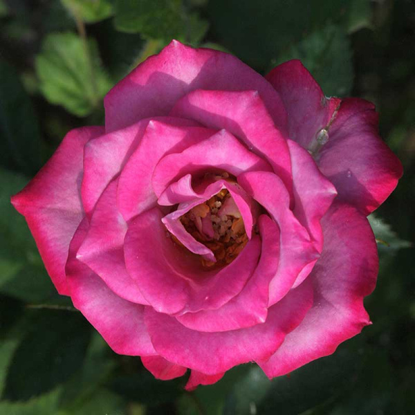 Роза спрей Билона Садовита