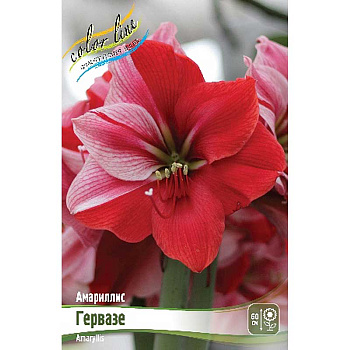 Амариллис Гервазе 22/24 1 шт 