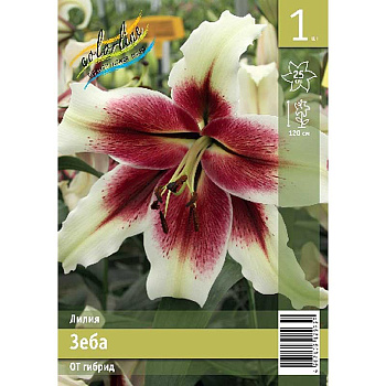 Лилия Зеба 12/14 1 Эконом шт 