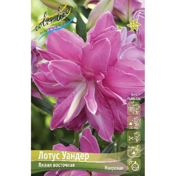 Лилия Лотус Уандер 12/14 25 шт Биг-пак 10410