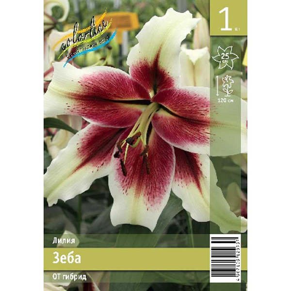 Лилия Зеба 12/14 1 Эконом шт 