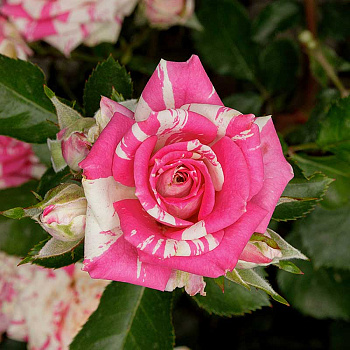 Роза спрей Арроу фолиес Садовита