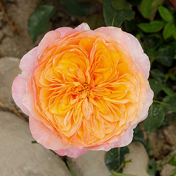 Роза чайно-гибридная Вувузелла Садовита