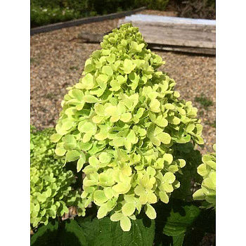 Гортензия Метельчатая Мохито P12 шт