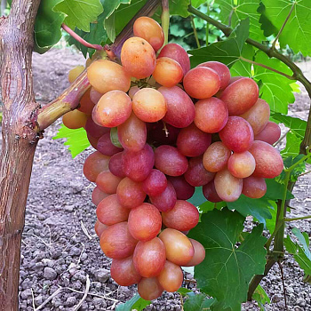 Виноград Гран-При Очень ранний Садовита