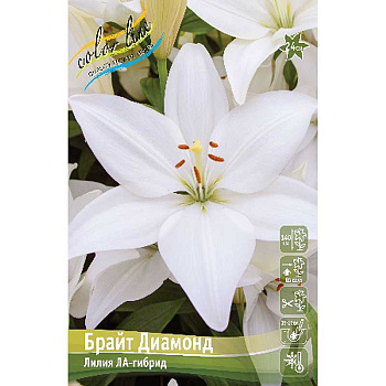 Лилия Брайт Диамонд 16/18 25 шт Биг-Пак 14809