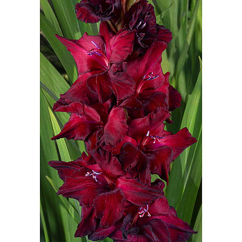 Гладиолус Черный Ворон Рс 10/12 15 шт Садовита