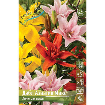 Лилия Дабл Азиатик Микс 12/14 3 шт