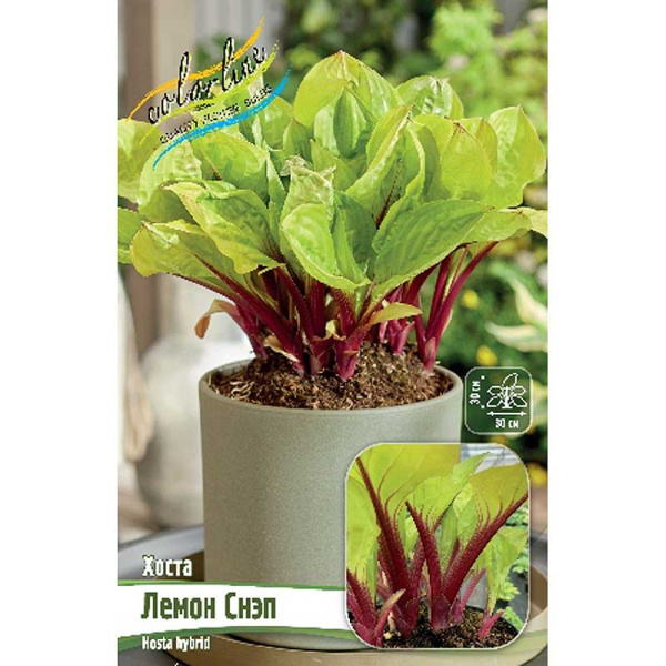 Хоста Лемон Снэп 1 n 15 шт Биг-Пак 9364 