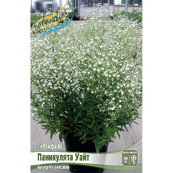 Гипсофила Паникулята Уайт I 2 шт