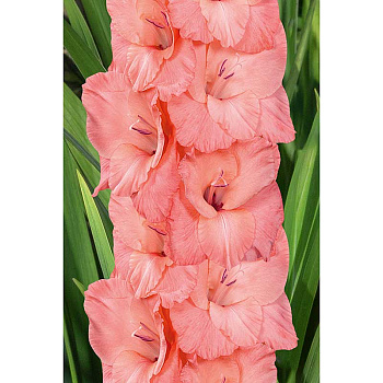 Гладиолус Шугар Беби 10/12 8 шт Садовита