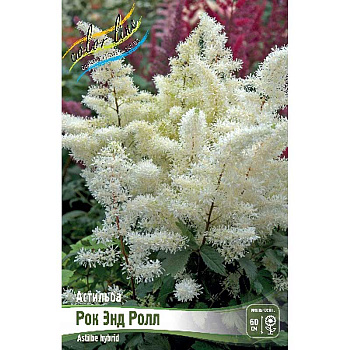 Астильба Рок Энд Ролл 2/3 n 25 шт Биг-пак 1668