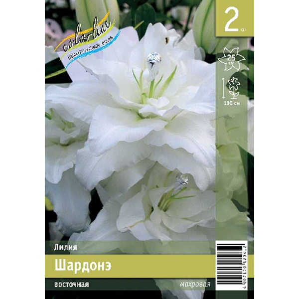 Лилия Шардонэ 12/14 2 Эконом шт 