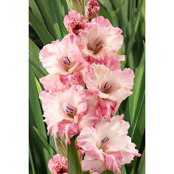 Гладиолус Черри Кэнди 12/14 5 шт Садовита