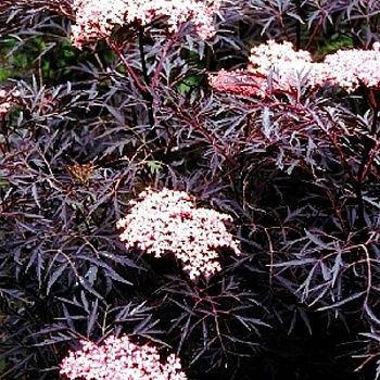 Бузина Чёрная Блэк Лэйс P9