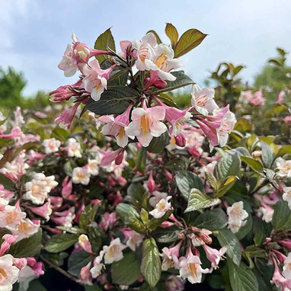 Вейгела Винтаж Лав P9 Садовита