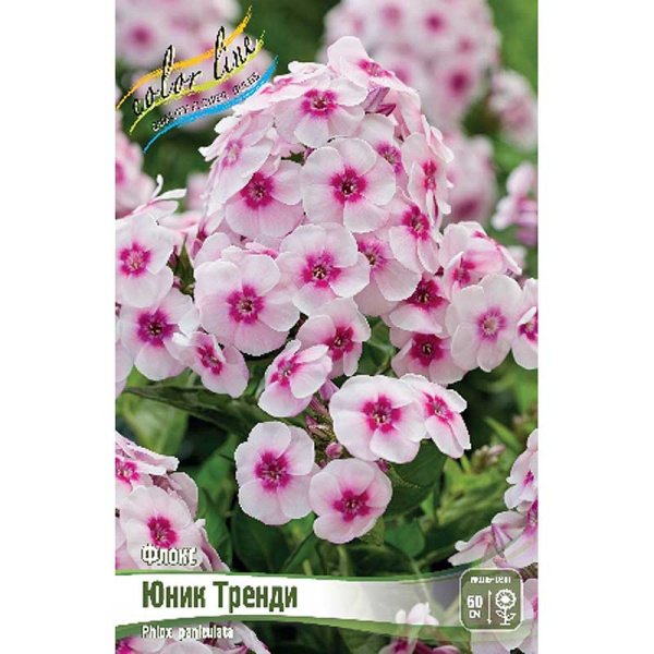 Флокс Юник Тренди I 2 шт