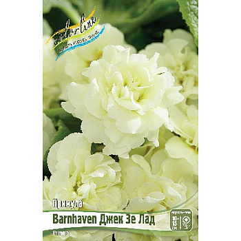 Примула Barnhaven Джек Зе Лад I 1 шт