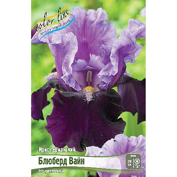 Ирис Германский Блюберд Вайн I 1 шт