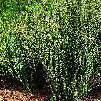 Барбарис Тунберга Эректа P9