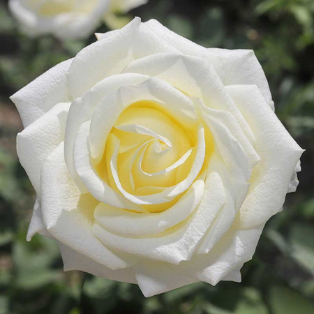 Роза чайно-гибридная Полар Стар Садовита