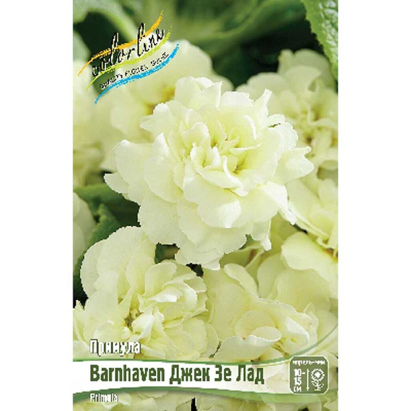 Примула Barnhaven Джек Зе Лад I 1 шт