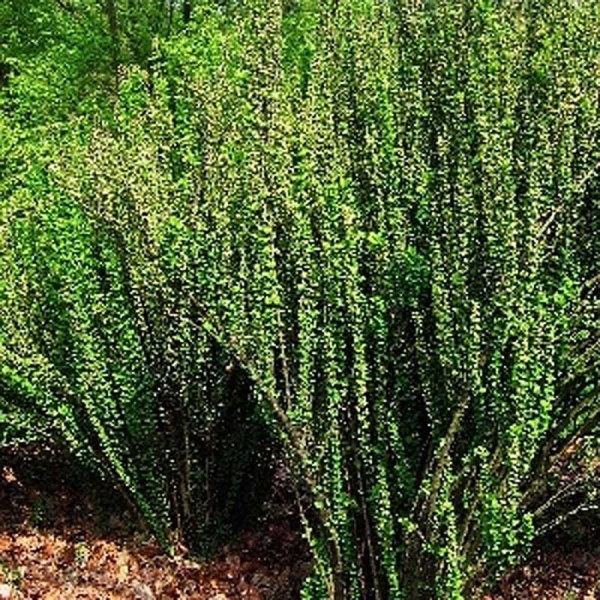 Барбарис Тунберга Эректа P9