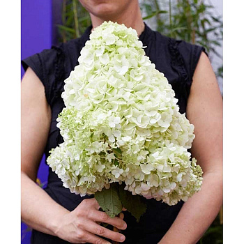 Гортензия Метельчатая Мэджикал Мунлайт P9