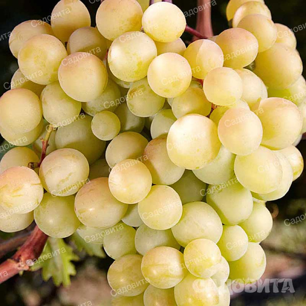 Виноград Бристоль Мускат ранний Садовита