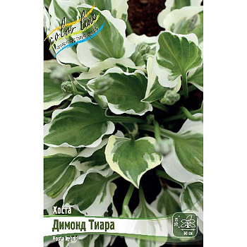 Хоста Димонд Тиара 1 n 1 шт