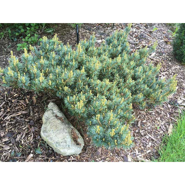 Сосна Мелкоцветковая Кинпо C3 20-25cm шт