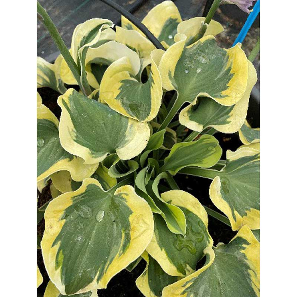 Хоста Мини Скирт 1 n 25 шт Биг-Пак 9784