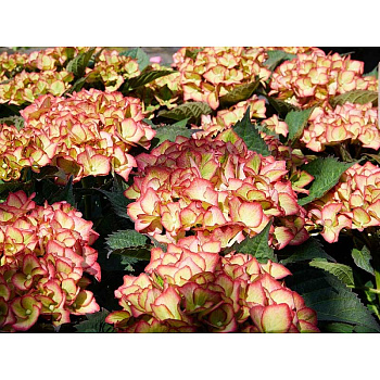 5714 Гортензия Крупнолистовая Свит Липс P12 ,шт