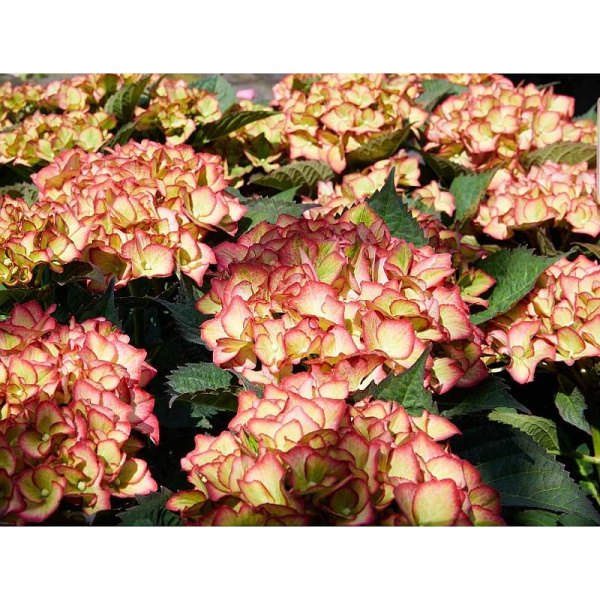 5714 Гортензия Крупнолистовая Свит Липс P12 ,шт