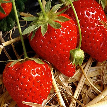 Земляника садовая ремонтантный Сизоже (цена за 40шт) ОСП