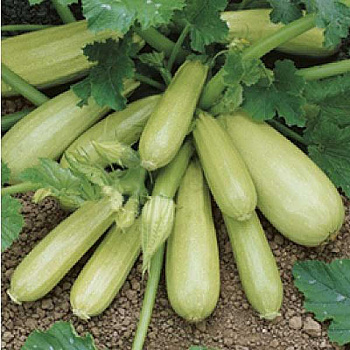 Кабачок Кавили F1 1000шт Nunhems