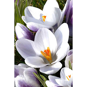 22475 Шоу-Бокс Крокус Леди Киллер 5/+ 100 шт Садовита