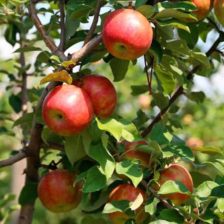 Яблоня Хоней Крисп (полукарлик) Садовита