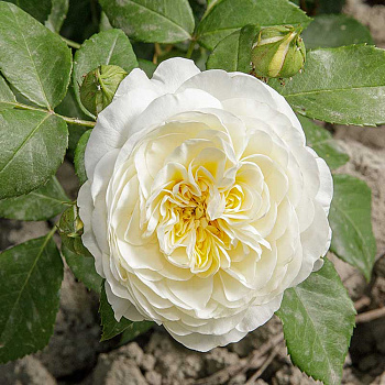 Роза спрей Алабастер Садовита