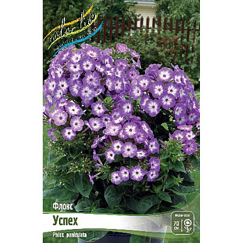 Флокс Успех I 2 шт