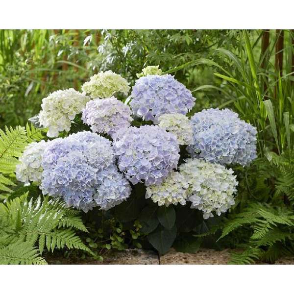 13520 Гортензия Крупнолистовая Доппио Адзурро P12 ,шт