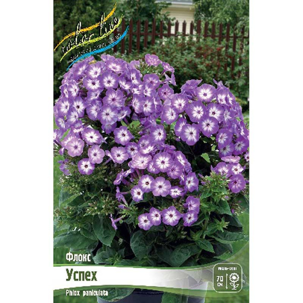 Флокс Успех I 2 шт